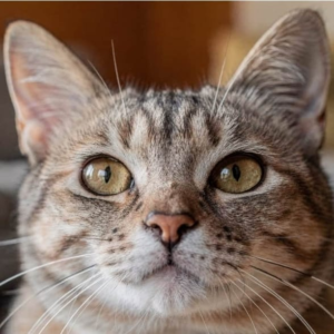 Leia mais sobre o artigo O truque dos gatos para ignorar estranhos e reconhecer apenas a voz de quem eles realmente amam