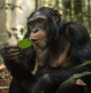 Leia mais sobre o artigo Os chimpanzés que agem como médicos e buscam plantas na natureza para tratar feridas e doenças
